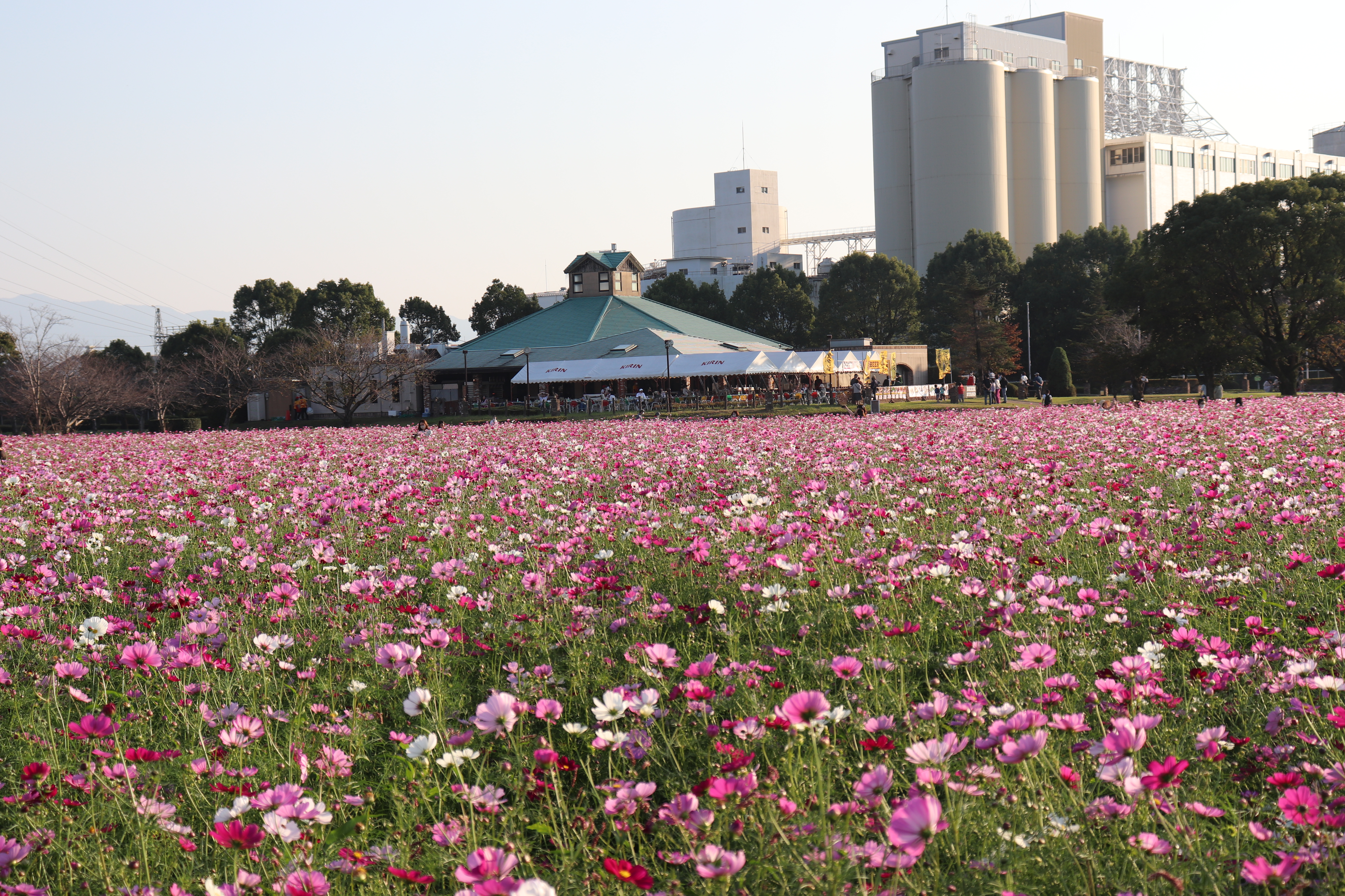 fukuoka_cosmos 